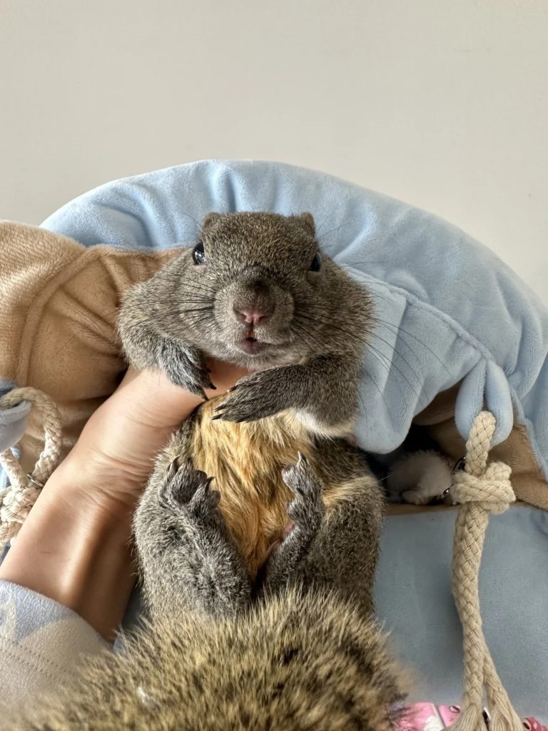 图片[3]-黄山松鼠4种颜色介绍-易客萌宠官方网站