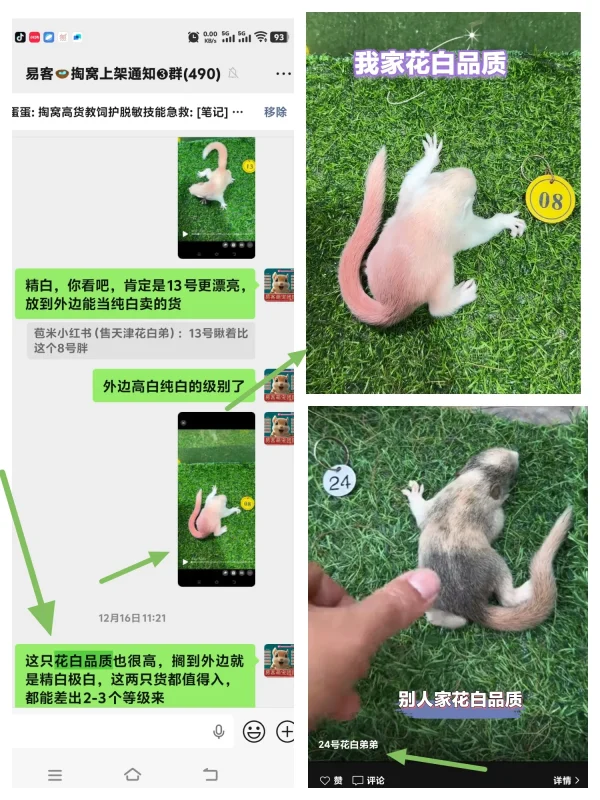 分清优劣！源头养殖场直发和平台松鼠的天数、品质对比-易客萌宠官方网站