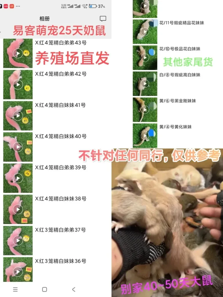 图片[6]-分清优劣！源头养殖场直发和平台松鼠的天数、品质对比-易客萌宠官方网站