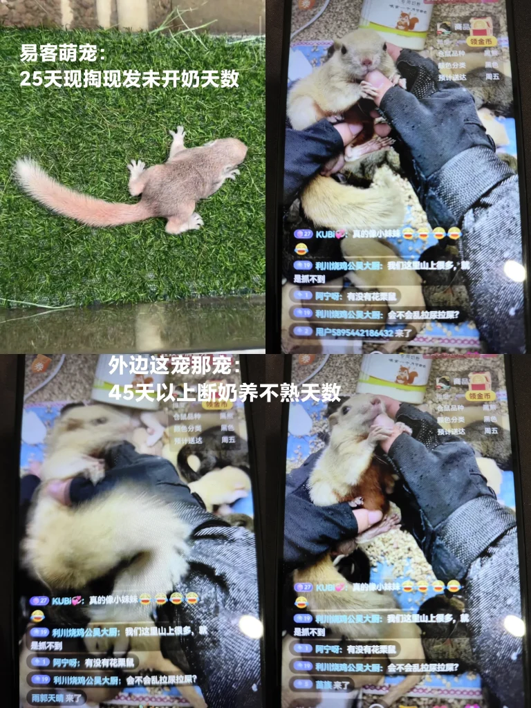 图片[5]-分清优劣！源头养殖场直发和平台松鼠的天数、品质对比-易客萌宠官方网站