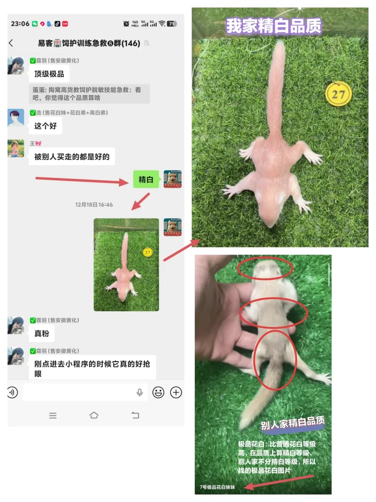 图片[2]-分清优劣！源头养殖场直发和平台松鼠的天数、品质对比-易客萌宠官方网站