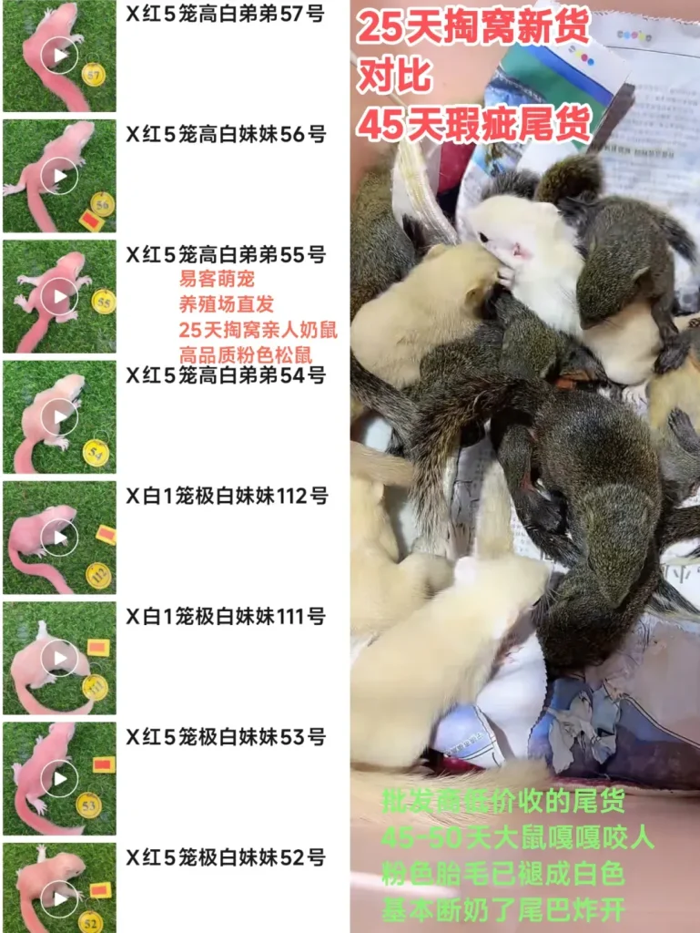 图片[7]-分清优劣！源头养殖场直发和平台松鼠的天数、品质对比-易客萌宠官方网站