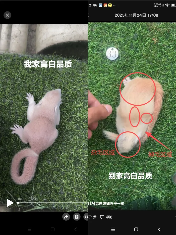 图片[3]-分清优劣！源头养殖场直发和平台松鼠的天数、品质对比-易客萌宠官方网站