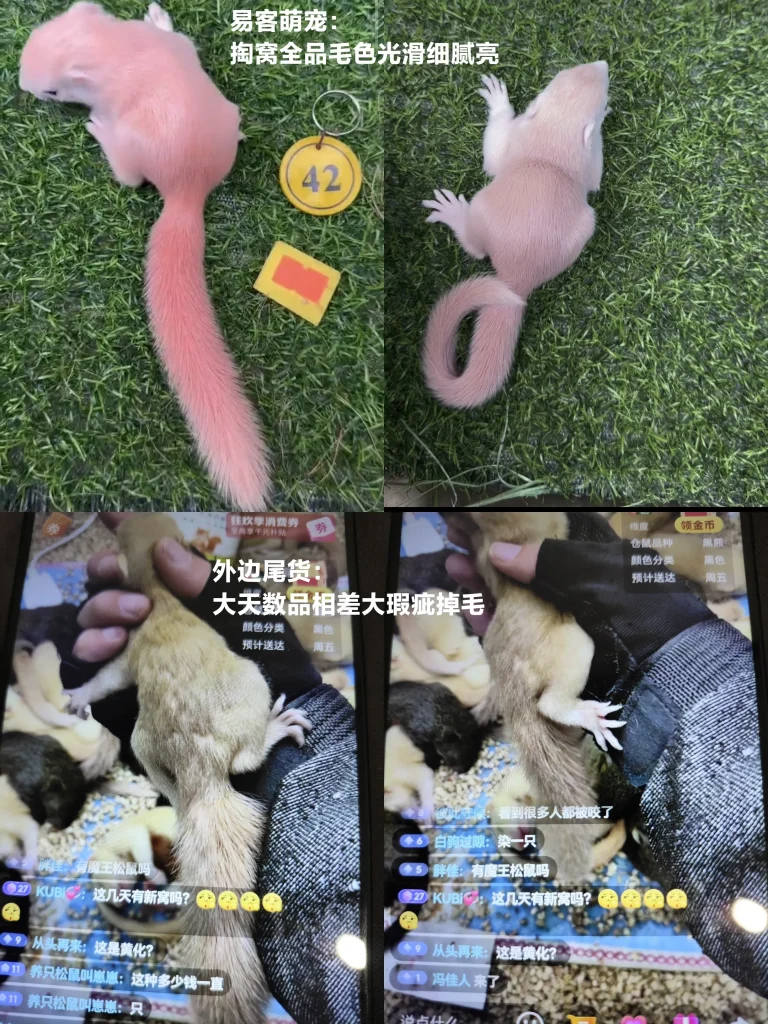 图片[10]-分清优劣！源头养殖场直发和平台松鼠的天数、品质对比-易客萌宠官方网站