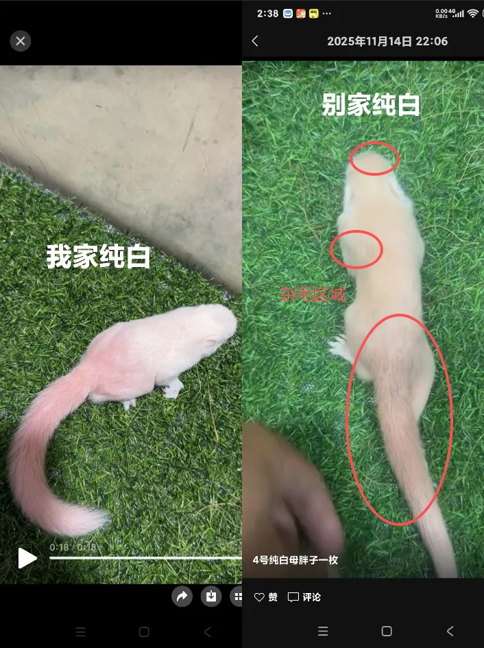 图片[4]-分清优劣！源头养殖场直发和平台松鼠的天数、品质对比-易客萌宠官方网站