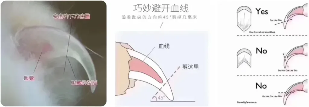 图片[3]-红腹松鼠完整开箱「售后补发必备」-易客萌宠官方网站