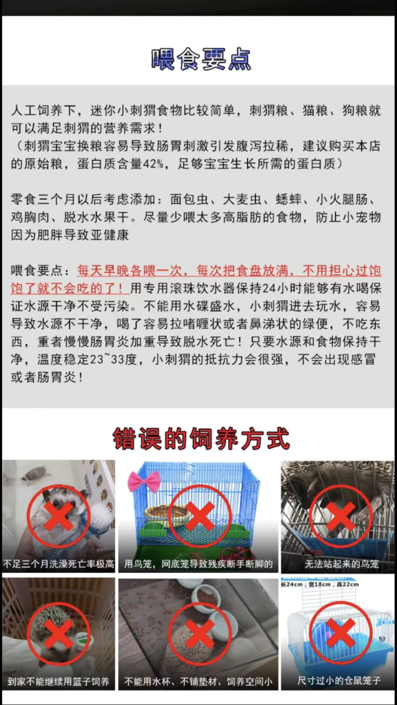 图片[1]-非洲迷你刺猬饲养攻略-易客萌宠官方网站